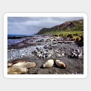 Southern Elephant Seals, Macquarie Island Sticker